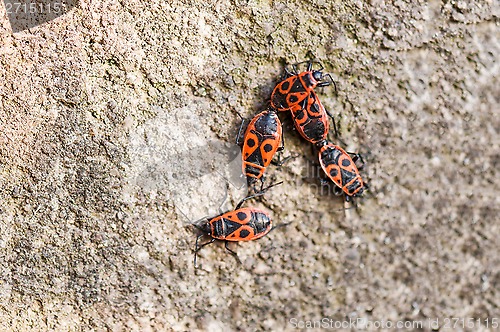 Image of Macro photo of four fire bugs