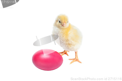 Image of Cute baby chicken - easter background