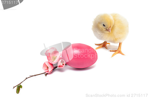 Image of Yellow newborn baby chicken isolated on white