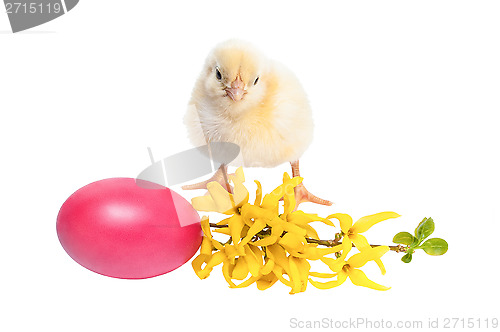 Image of Yellow newborn baby chicken isolated on white