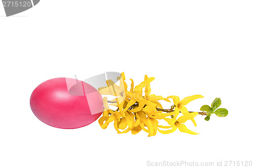 Image of Laburnum branch with an easter egg