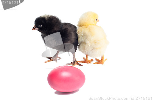 Image of Cute black and yellow baby chickens