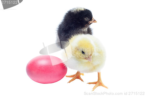 Image of Cute black and yellow baby chickens