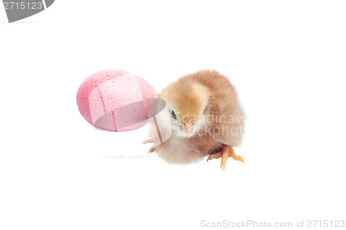 Image of Cute baby chicken - easter background