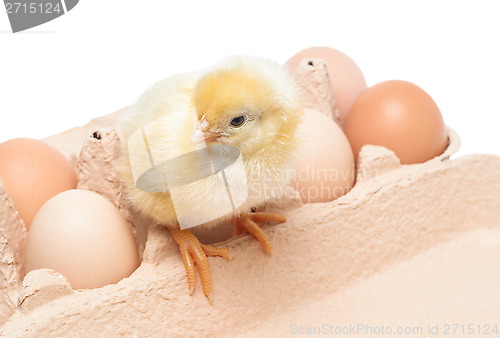 Image of Box with eggs and a little chicken