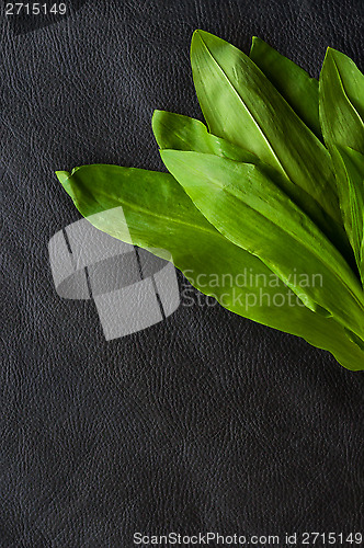 Image of Fresh ramsons on black background