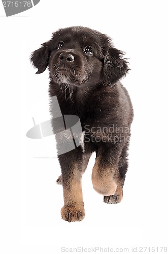 Image of Adorable puppy walking on a white background