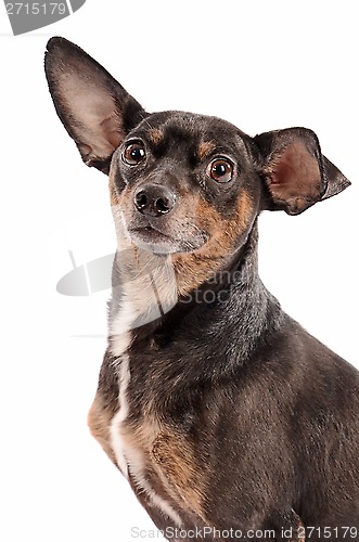 Image of Close-up of a chihuahua on a white background
