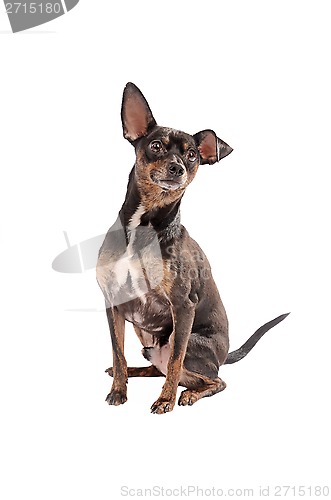 Image of Chihuahua dog sitting on white