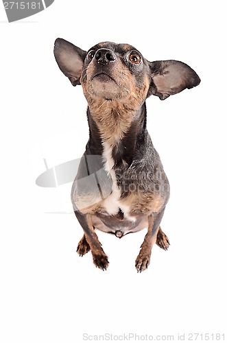 Image of Chihuahua dog sitting on white