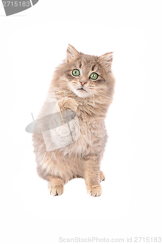 Image of Fluffy Grey Kitten with Raised Paw