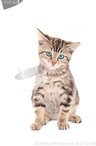 Image of sad blue-eyed tabby kitten