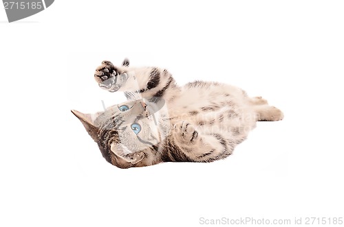 Image of Adorable Tabby Kitten laying on its back