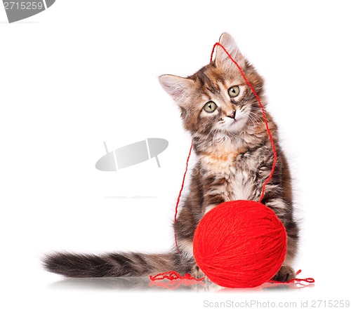 Image of Kitten with red clew of thread