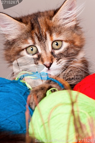 Image of Kitten with clews of thread