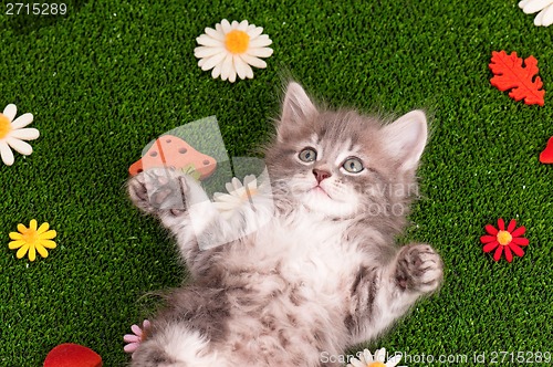 Image of Cute gray kitten