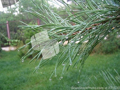 Image of dew drops on the green pine tree