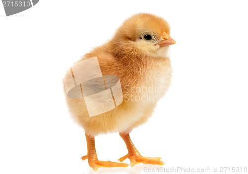 Image of Little chicken