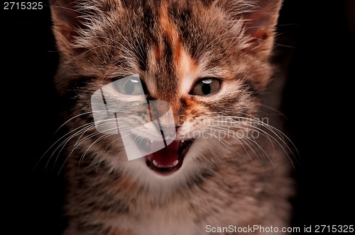 Image of Cute kitten