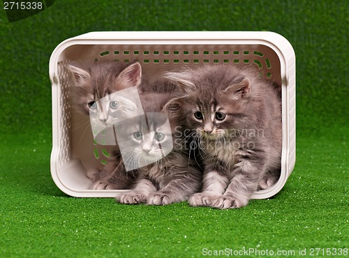 Image of Cute gray kittens