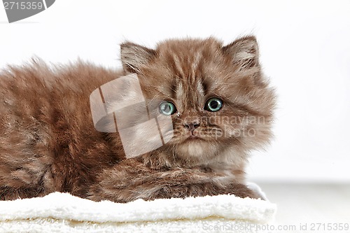 Image of british long hair kitten