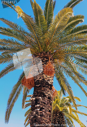 Image of Crete date palm tree