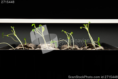 Image of Tomato seedlings under a grow light