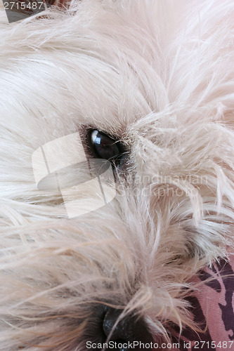 Image of Westie portrait