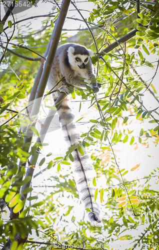 Image of The Rare Lemur Feeding in Trees