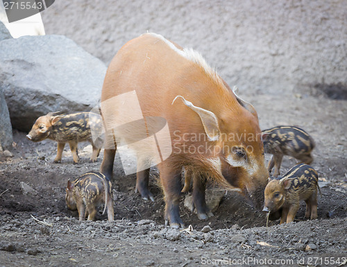 Image of Visayan Warty Piglet with Mother