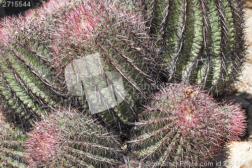 Image of The Biznaga Cactus