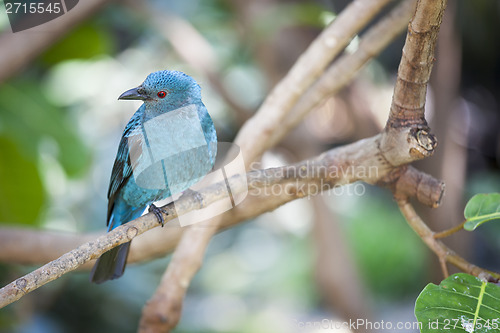 Image of Fairy-bluebird of Malaysia and the Philippines