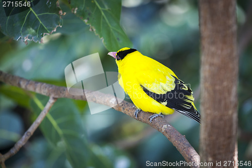 Image of Black-naped Oriole of Eastern Asia