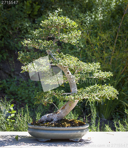 Image of Elm Bonsai Tree