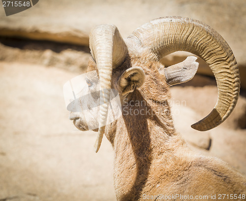 Image of Desert Bighorn Sheep