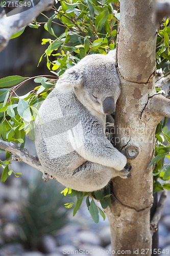 Image of Sleeping Koala