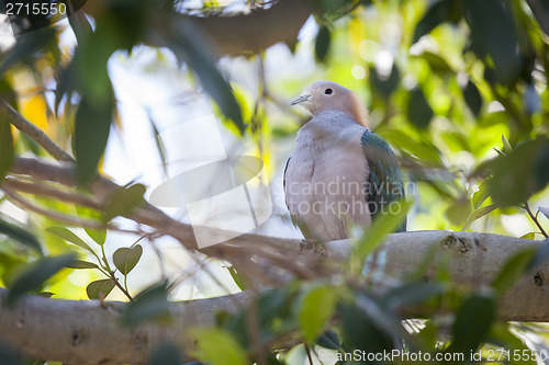 Image of Sulawesi Green Imperial-pigeon of Indonesia