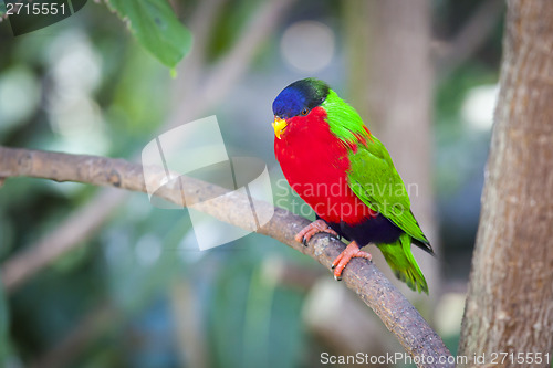 Image of Collared Lory of the Fiji Islands