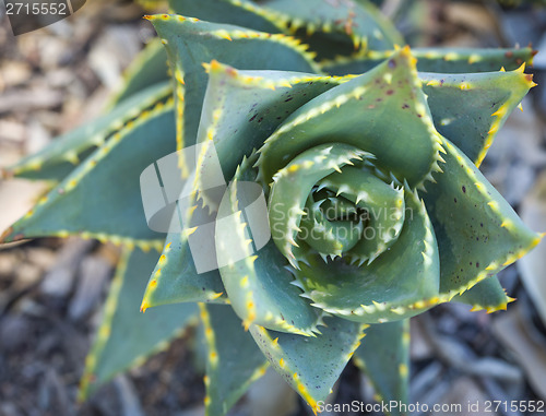 Image of Abstract of Desert Succulent