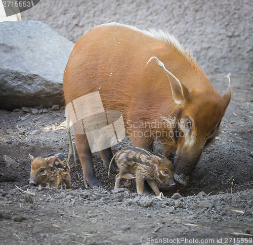 Image of Visayan Warty Piglet with Mother