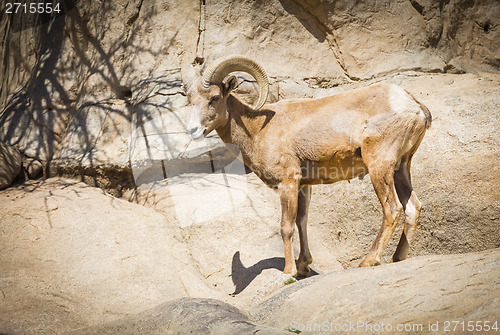 Image of Desert Bighorn Sheep