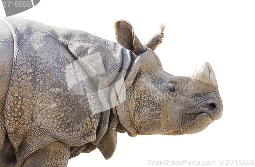 Image of Isolated Profile of a Rhinoceros