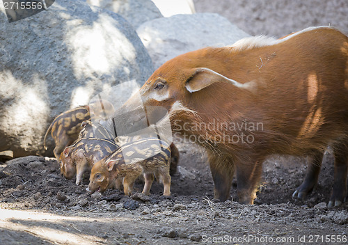 Image of Visayan Warty Piglet with Mother