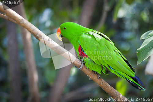 Image of Male Indonesian Eclectus Parrot