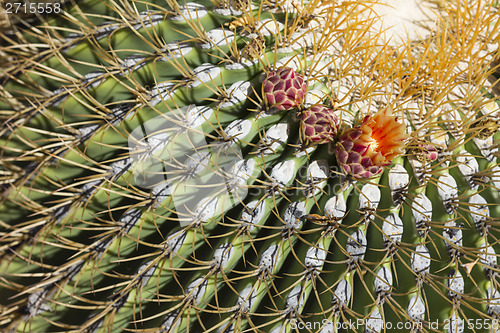 Image of The Biznaga Cactus with Flower Blossom