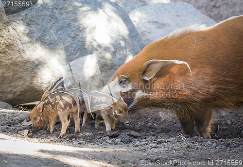 Image of Visayan Warty Piglet with Mother