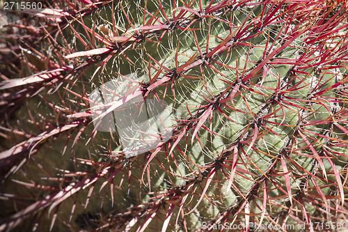 Image of The Biznaga Cactus Detail