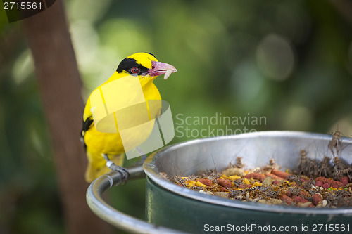 Image of Feeding Black-naped Oriole of Eastern Asia with Worm in Beak