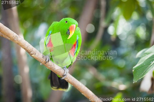 Image of Male Indonesian Eclectus Parrot