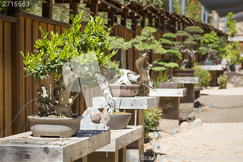 Image of Variety of Bonsai Trees on Display